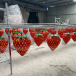 Strawberry Sculpture